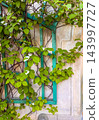 A green climbing vine with distinct white patches on leaves grows across trellis 143997727
