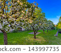 A beautiful spring orchard with blooming trees covered in white flowers 143997735