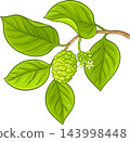 Noni Branch Colored Detailed Illustration 143998448