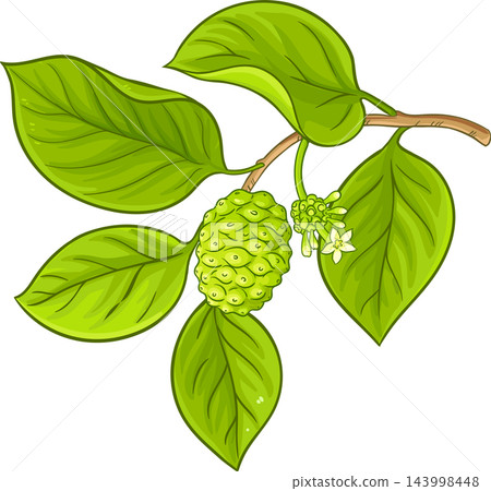 Noni Branch Colored Detailed Illustration Noni Branch Colored Detailed Illustration 143998448