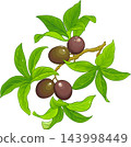 Passion Fruit Branch Colored Detailed Illustration 143998449