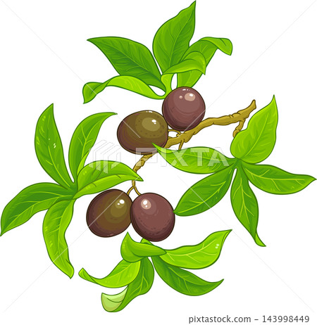 Passion Fruit Branch Colored Detailed Illustration Passion Fruit Branch Colored Detailed Illustration 143998449