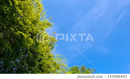 Green Leaves Against Clear Blue Sky background 143998493