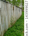 Weathered Wooden Fence Panels Along Path 143999027