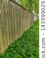 Weathered Wooden Fence Panels Along Path 143999029