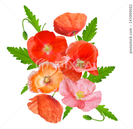bouquet of colorful poppy flowers isolated on white background, top view bouquet of colorful poppy flowers isolated on white background, top view 143999082