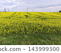 Yellow fields of flowering rapeseed. Republic of Belarus 143999300