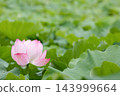 Pale pink lotus flowers bloom against a backdrop of soft green lotus leaves in Shinobazu Pond in August. 143999664