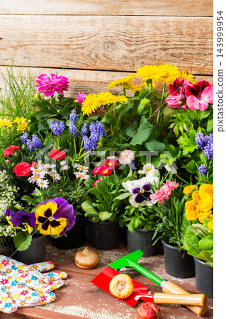 Potted flowers including petunias and geraniums and other flowers sit on a wooden patio beside a garden, ready for transplanting during spring gardening work at home Potted flowers including petunias and geraniums and other flowers sit on a wooden patio beside a garden, ready for transplanting during spring gardening work at home 143999954