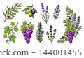 Vintage botanical herb set of herbs de provence lavender fennel and thyme for label background packaging design. 144001455