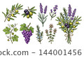 Vintage botanical herb set of herbs de provence lavender fennel and thyme for label background packaging design. 144001456