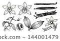 Colored vanilla plant branch and dried bean botanical engraving. 144001479