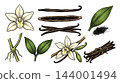 Colored vanilla plant branch and dried bean botanical engraving. 144001494