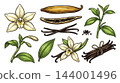 Colored vanilla plant branch and dried bean botanical engraving. 144001496