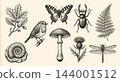 Hand Drawn Vintage Natural History Illustration Set 144001512
