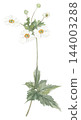 Japanese anemone painted in watercolor, white. 144003288