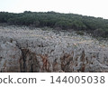 Wild goats grazing on rocky limestone island cliff with seagulls in Adriatic Sea 144005038