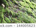 Moss growing densely on the mountain slopes 144005623