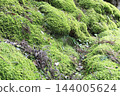 Moss growing densely on the mountain slopes 144005624