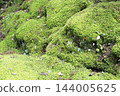 Moss growing densely on the mountain slopes 144005625