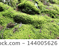 Moss growing densely on the mountain slopes 144005626