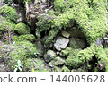 Moss growing densely on the mountain slopes 144005628