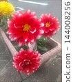 Dahlia flowers, with their beautiful red and white gradient, are blooming vibrantly in a planter. 144008256