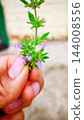 Hand holding a small flowering herb sprig 144008556