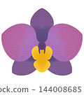 purple orchid  144008685