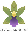 Orchid 144008686