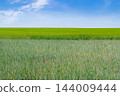 Horizontal view of vast green wheat field under clear blue sky with light white clouds and copy space 144009444