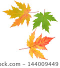Set of vibrant colorful maple leaves isolated on white background in square orientation with copy space 144009449