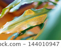 leaves diseased houseplant with yellow spots 144010947