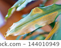 leaves diseased houseplant with yellow spots 144010949