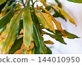 leaves diseased houseplant with yellow spots 144010950
