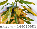 leaves diseased houseplant with yellow spots 144010951