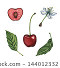 Cherry set. Watercolor botanical illustration of ripe red cherries with green stems, a delicate white cherry blossom, and a green leaf isolated on white background. Cherry branch for product labels 144012332