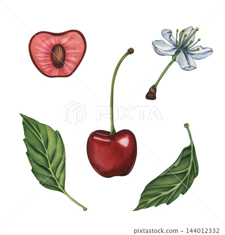 Cherry set. Watercolor botanical illustration of ripe red cherries with green stems, a delicate white cherry blossom, and a green leaf isolated on white background. Cherry branch for product labels Cherry set. Watercolor botanical illustration of ripe red cherries with green stems, a delicate white cherry blossom, and a green leaf isolated on white background. Cherry branch for product labels 144012332