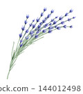 Lavender. A bouquet of lavender flowers. Watercolor illustration of blooming lavender with delicate purple flowers and green stems, isolated on a white background for botanical prints, packaging 144012498