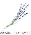 Lavender. A bouquet of lavender flowers. Watercolor illustration of blooming lavender with delicate purple flowers and green stems, isolated on a white background for botanical prints, packaging 144012500