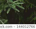 Dark spruce branches on black - moody christmas card background with copy space 144012766