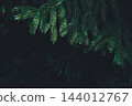 Dark spruce branches on black - moody christmas card background with copy space 144012767