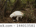 Amanita ovoidea Mushroom Growing on the Forest Floor. 144013581