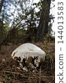 Amanita ovoidea Mushroom Growing on the Forest Floor. 144013583