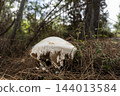 Amanita ovoidea Mushroom Growing on the Forest Floor. 144013584