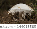Amanita ovoidea Mushroom Growing on the Forest Floor. 144013585