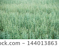 Fresh green oat field growing in summer. Young oat 144013863