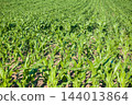 Lush green corn field growing in rows 144013864