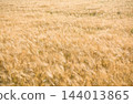 Ripe barley field ready for harvest. Natural yellow background 144013865