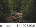 Mediterranean Forest Landscape with Pine Trees and Maquis Vegetation. 144013930